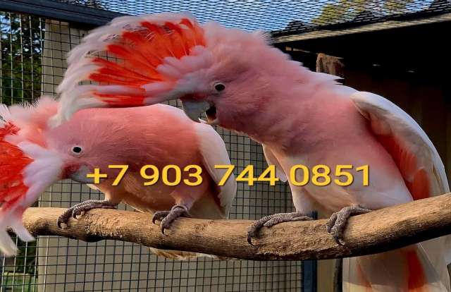Какаду инка (Cacatua leadbeateri molis) - ручные птенцы из питомника Какаду инка (Cacatua leadbeateri molis) - ручные птенцы из питомника
