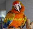 Камелот (гибрид попугаев ара) - птенцы выкормыши из питомника