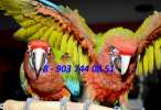 Гибриды попугаев ара - птенцы выкормыши из питомника