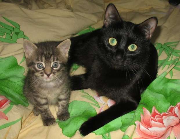 Котенок мальчик, чуть больше месяца Котенок мальчик, чуть больше месяца