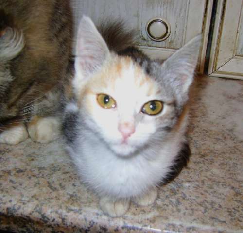 Кошечка с оленьими глазами -2,5 мес Кошечка с оленьими глазами -2,5 мес