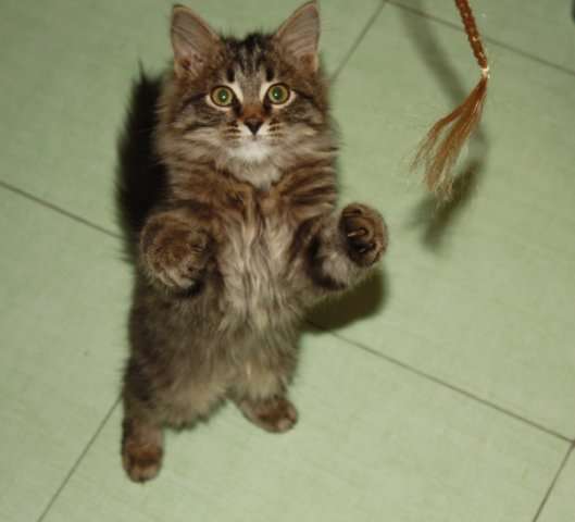 Котёнок-мальчик Котёнок-мальчик