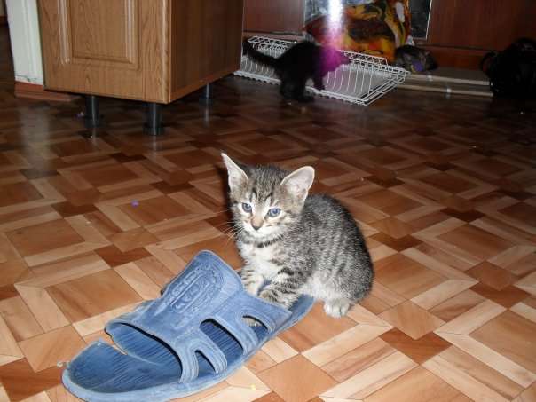 отдам котят отдам котят