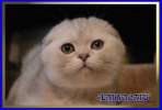 Шотландские и британские котята мраморных окрасов  из питомника Daryacats 