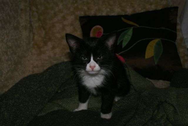 отдам котенка отдам котенка