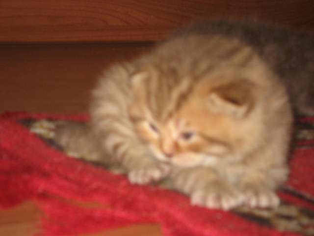 СКОТТИШ СТРАЙТ И ФОЛД СКОТТИШ СТРАЙТ И ФОЛД