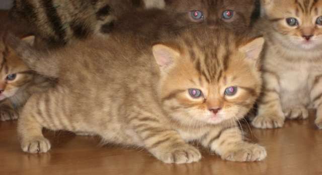котята скоттиш фолд и страйт котята скоттиш фолд и страйт