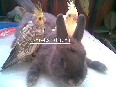 птенцы корелл. птенцы корелл.
