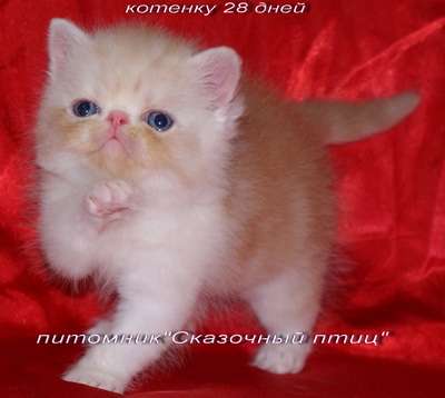 Экзотические плюшевые котята продам. Экзотические плюшевые котята продам.