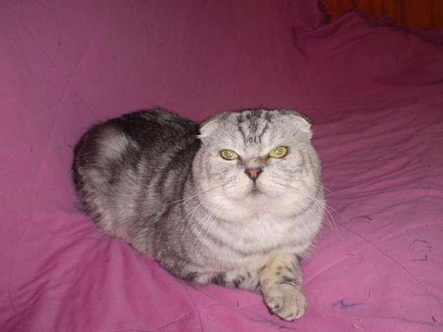 ВЯЗКА КОШЕК-ПРОДАЖА КОТЯТ ВЯЗКА КОШЕК-ПРОДАЖА КОТЯТ