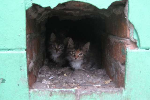 Котята 3 мин. от м. Дмитровская Котята 3 мин. от м. Дмитровская