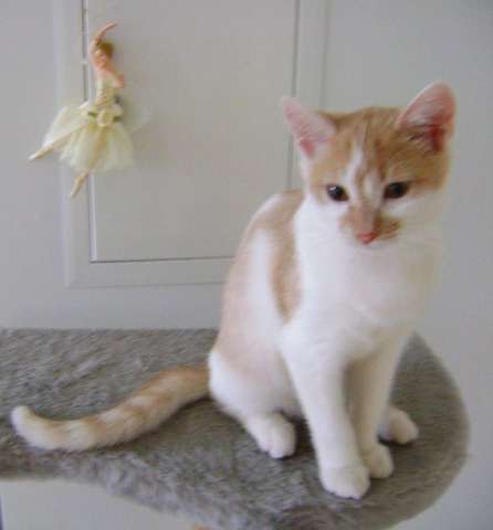 Кошечка-балеринка, 2,6 мес Кошечка-балеринка, 2,6 мес