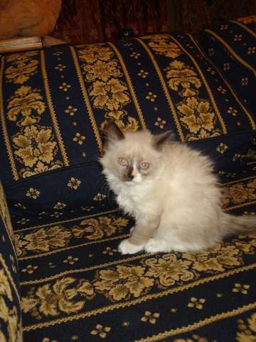 Котята Котята