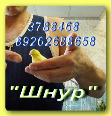 Канарейки продаю. Кенари певчие, цветные, хохлатые, любые. Клетки, корм, минералы. Канарейки продаю. Кенари певчие, цветные, хохлатые, любые. Клетки, корм, минералы.