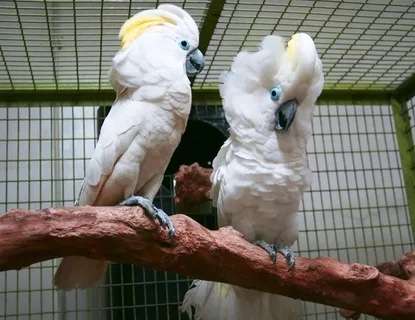 Синеочковый какаду (Cacatua ophthalmica) ручные птенцы из питомника