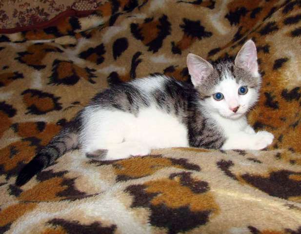 Котята ищут хозяев Котята ищут хозяев