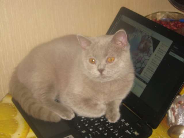 Клубные котята питомника Клубные котята питомника