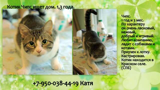 Котик Чипс ищет дом, 1,3 года