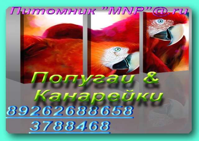 Попугаи крупных, средних, малых видов, ручные, говорящие. Клетки, корм, минералы. Попугаи крупных, средних, малых видов, ручные, говорящие. Клетки, корм, минералы.