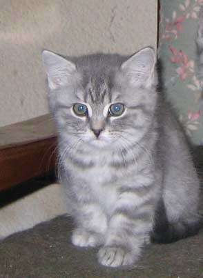 Клубные британские котята Клубные британские котята