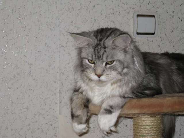 Котята породы мейн-кун Котята породы мейн-кун