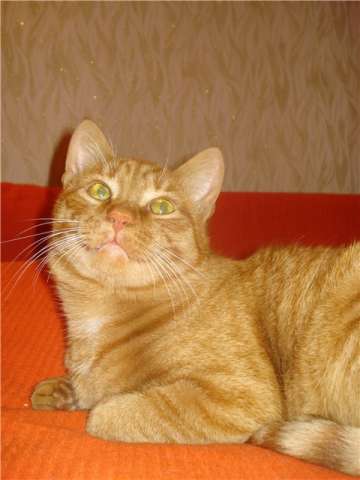 Самый ласковый рыжий кот в самые ласковые руки!!! Самый ласковый рыжий кот в самые ласковые руки!!!