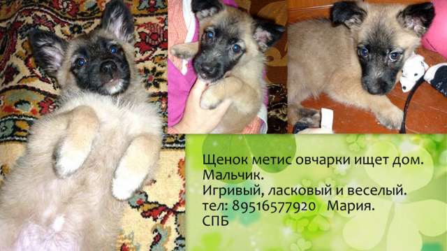 Щенок Джейк ищет дом! Щенок Джейк ищет дом!