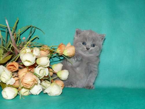 БРИТАНСКИЕ КОТЯТА!ПИТОМНИК 8-903-236-40-29 БРИТАНСКИЕ КОТЯТА!ПИТОМНИК 8-903-236-40-29