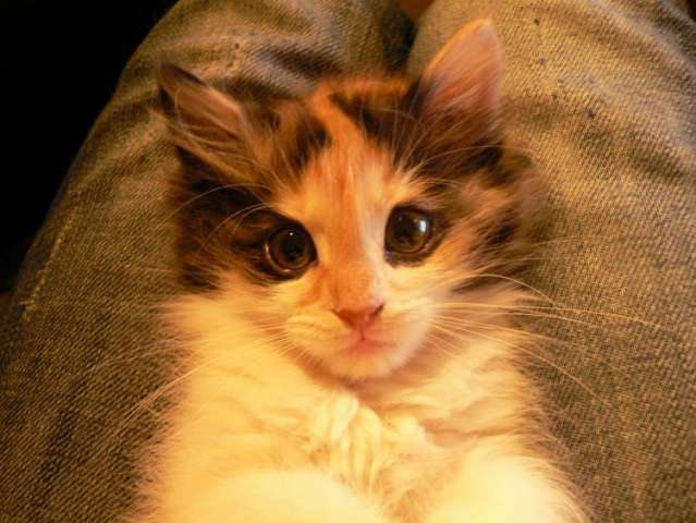 Отдам трехцветного котенка =( Отдам трехцветного котенка =(