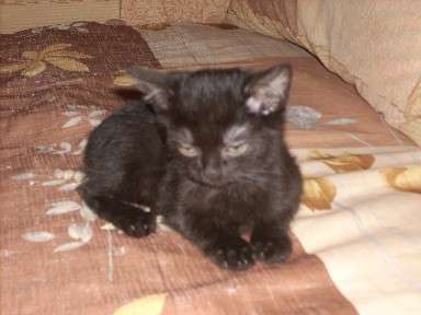 Британские котята в дар Британские котята в дар