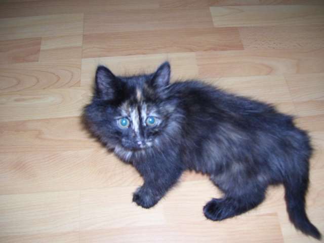 Отдам котенка Отдам котенка