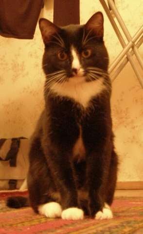 Отдам бесплатно кота 3-х лет Отдам бесплатно кота 3-х лет