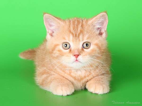 БРИТАНСКИЕ КОТЯТА БРИТАНСКИЕ КОТЯТА