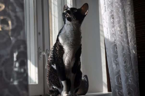Кошка корниш-рекс ищет кота для вязки Кошка корниш-рекс ищет кота для вязки