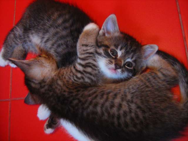 Отдам в дар котят Отдам в дар котят