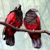 Грифовый или щетиноголовый попугай - птенцы из питомника