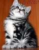  Британские  серебристые клубные котята  из питомника VIVIAN.