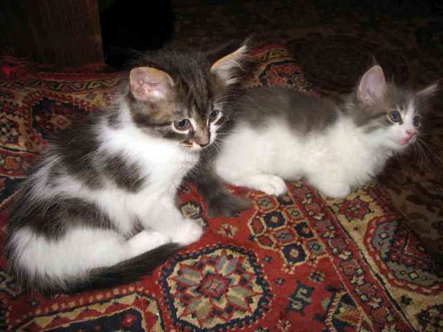 Котята Котята