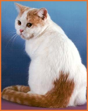 Кот скоттиш-страйт, вязка Кот скоттиш-страйт, вязка