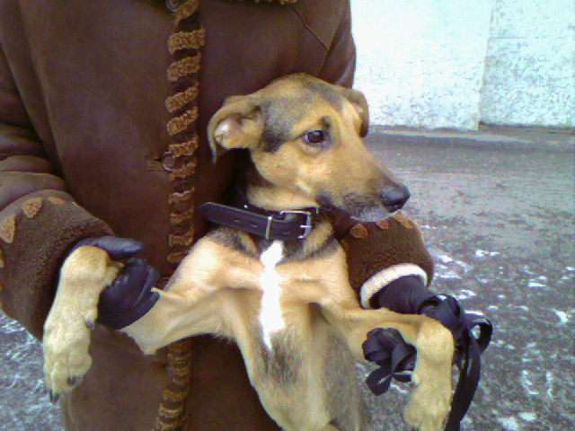 Отдам в дар псёныша-найдёныша Топи Отдам в дар псёныша-найдёныша Топи