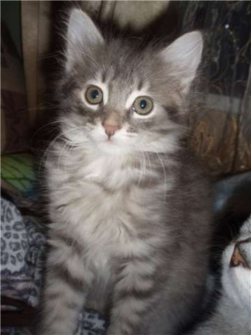 Кошечка ищет хозяев Кошечка ищет хозяев