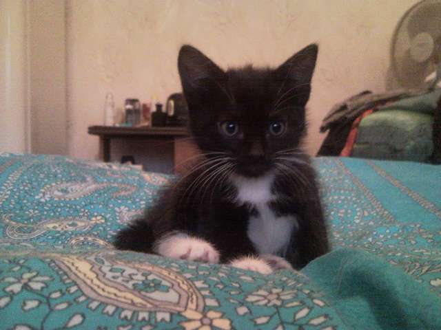 1.5 месячные котята в дар. 1.5 месячные котята в дар.