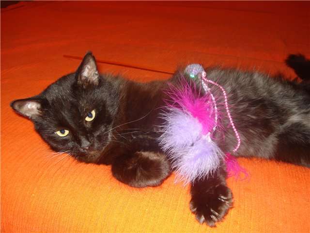 Кот в дар.Макс,1.5 года,серьезный парень для серьезных отношений. Кот в дар.Макс,1.5 года,серьезный парень для серьезных отношений.