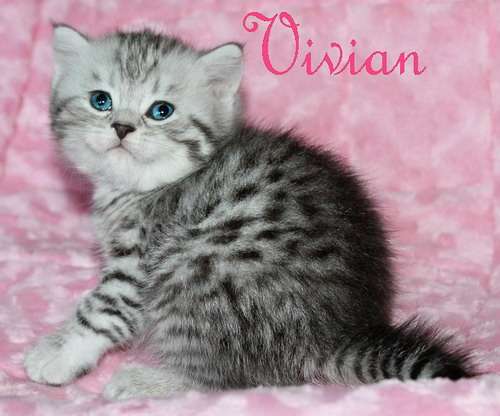 Британские клубные котята вискас из питомника VIVIAN. Британские клубные котята вискас из питомника VIVIAN.