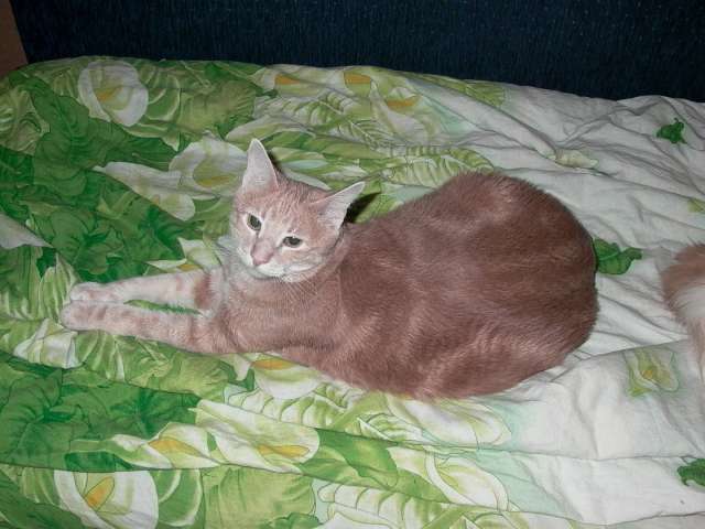 Отдам в добрые руки молодого кота Отдам в добрые руки молодого кота