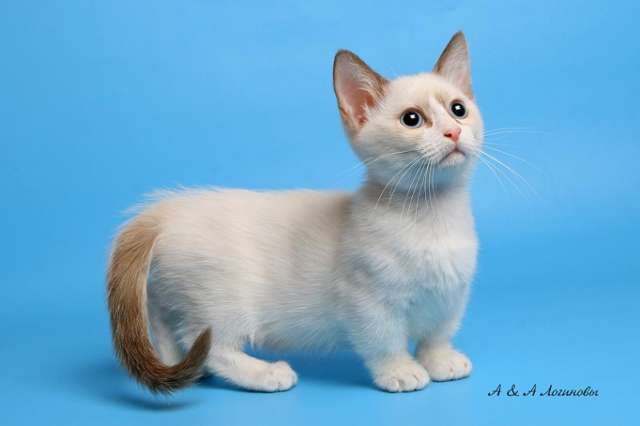 Элитные котята породы МАНЧКИН (Кошка Такса) Элитные котята породы МАНЧКИН (Кошка Такса)