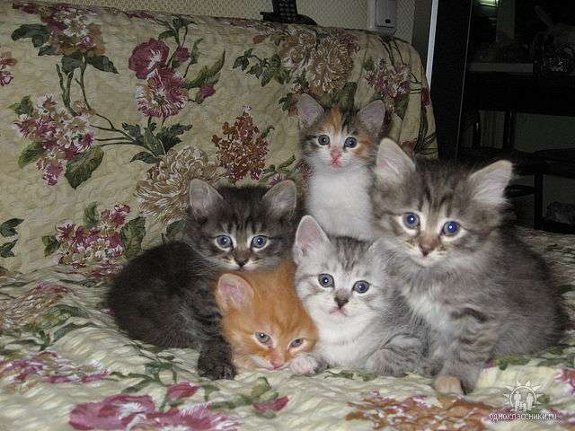Подарю котенка хорошим людям! Подарю котенка хорошим людям!