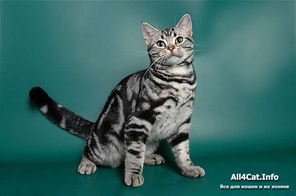Американская короткошерстная в дар Американская короткошерстная в дар