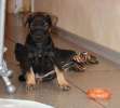 Красивый щенок метис   добермана-  пинчера в добрые руки