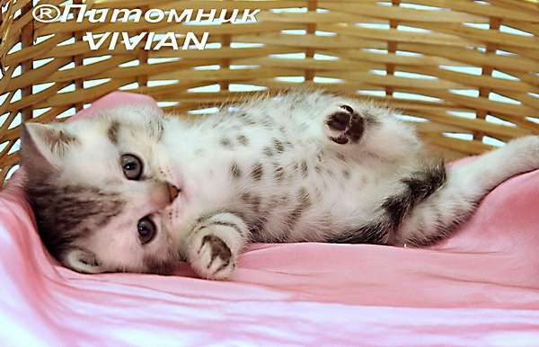 Британские мраморные и вискас котята из пит. Vivian. Британские мраморные и вискас котята из пит. Vivian.